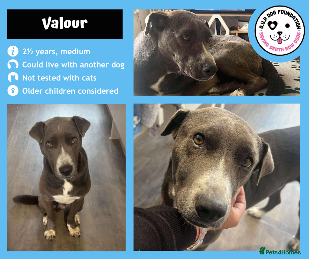 Mixed Breed dogs for adoption: Valour is available for foster or adoption - Image 1