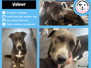 Mixed Breed dogs - Advert 1