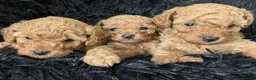 Toy Poodle dogs for sale: Stunning K. C reg Toy Poodle Puppies - Advert 8