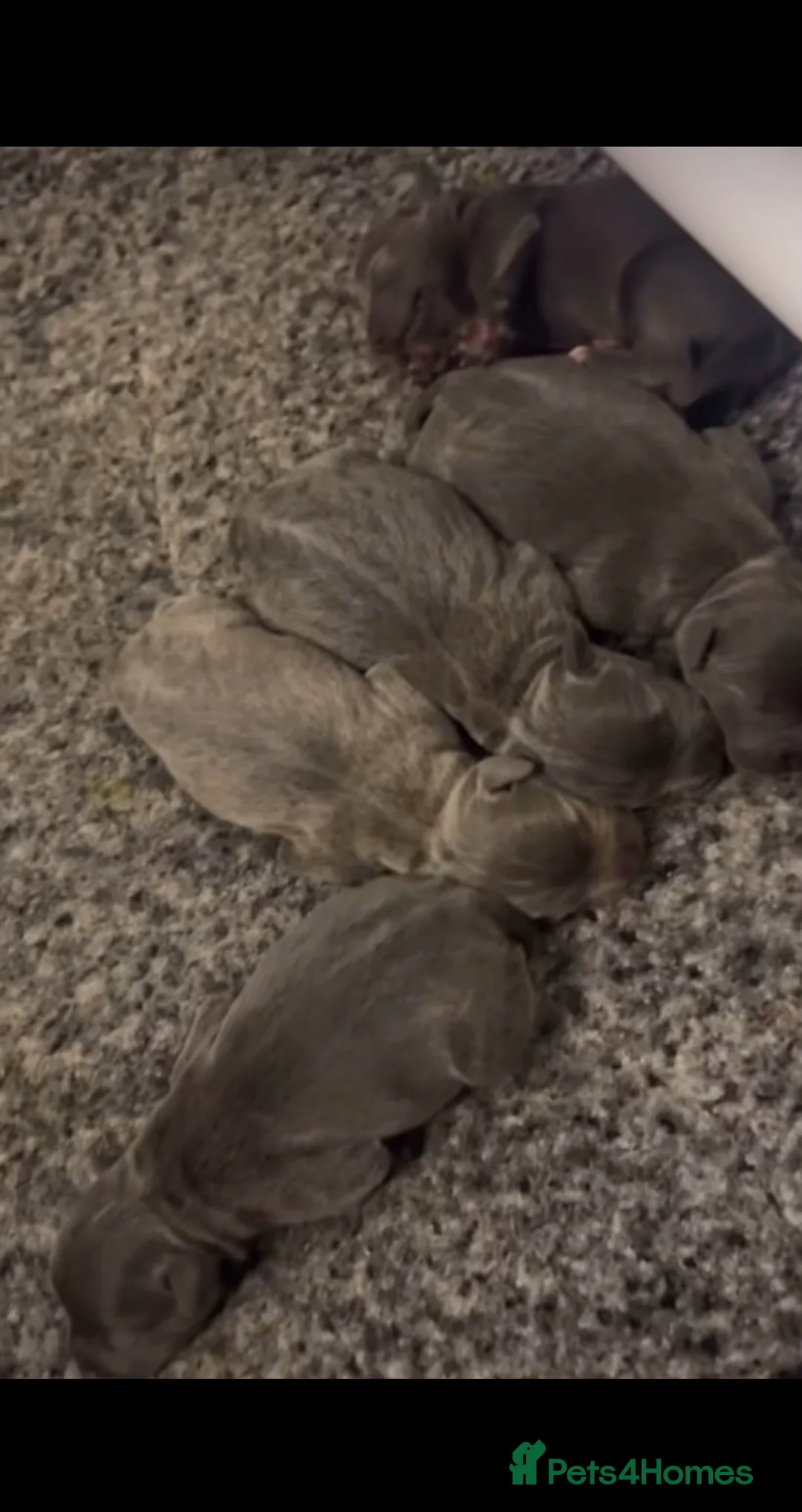 Staffordshire Bull Terrier dogs for sale: Home Well Socialized Staffy Puppies in Reading - Advert 2