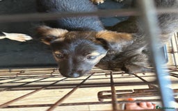Mixed Breed dogs for sale: Gorgeous mixed Breed puppy - Image 3