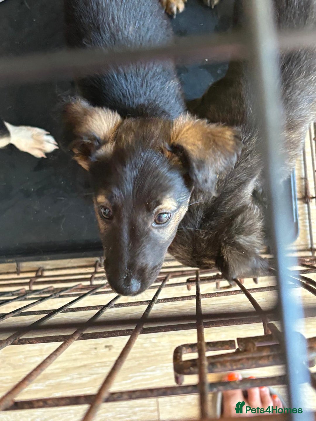 Mixed Breed dogs for sale: Gorgeous mixed Breed puppy - Image 3