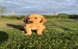 Golden Retriever dogs for sale: Fully health tested KC working golden retrievers  - Image 4