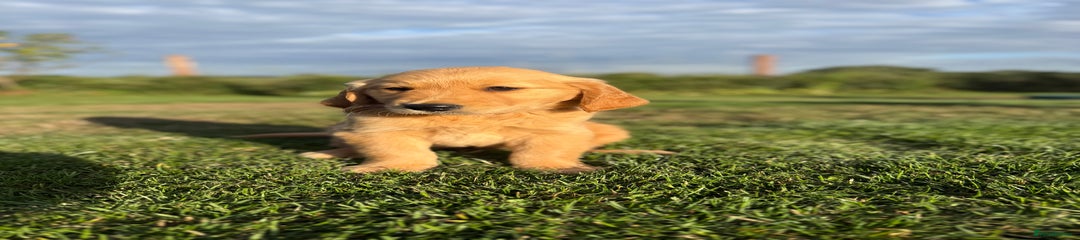 Golden Retriever Puppy 1