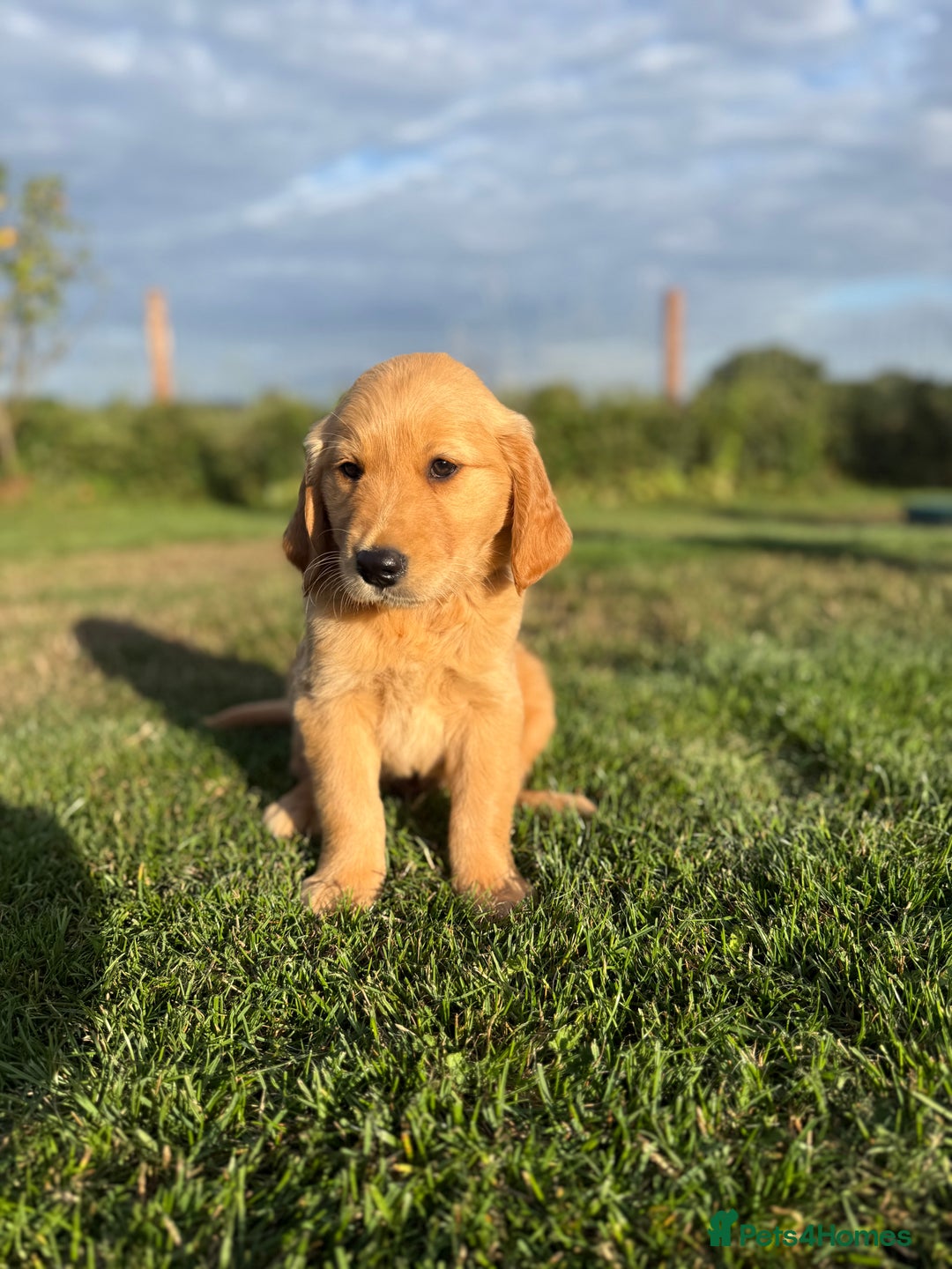 Golden Retriever dogs for sale: Fully health tested KC working golden retrievers  - Image 4