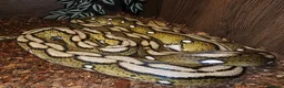 Python Snake reptiles for sale: Female Motley Tiger python - Advert 2