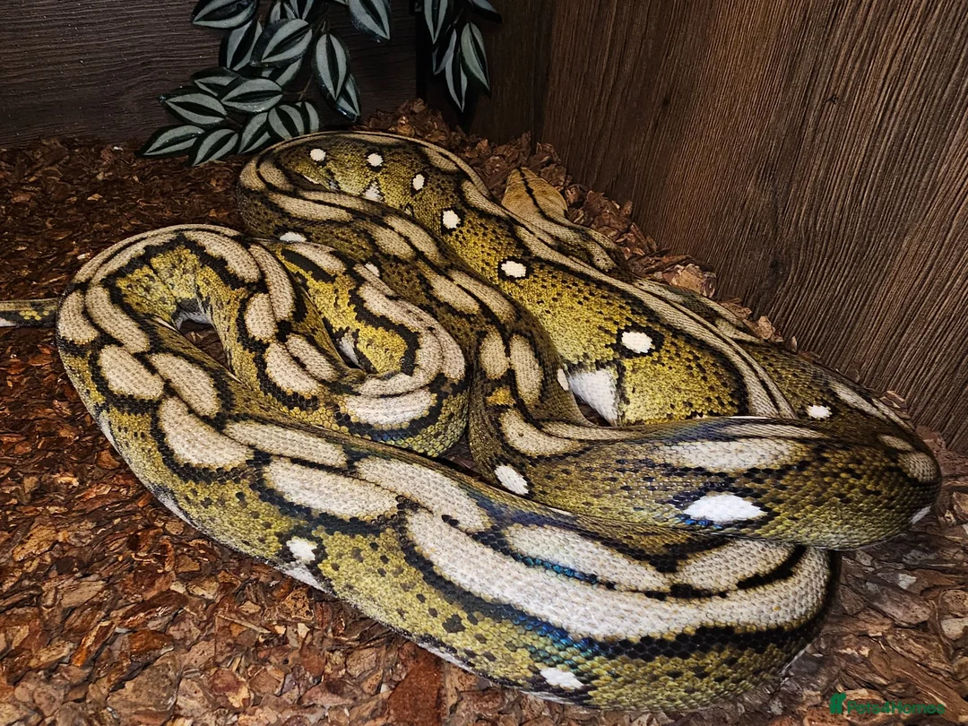 Python Snake reptiles for sale: Female Motley Tiger python - Advert 2