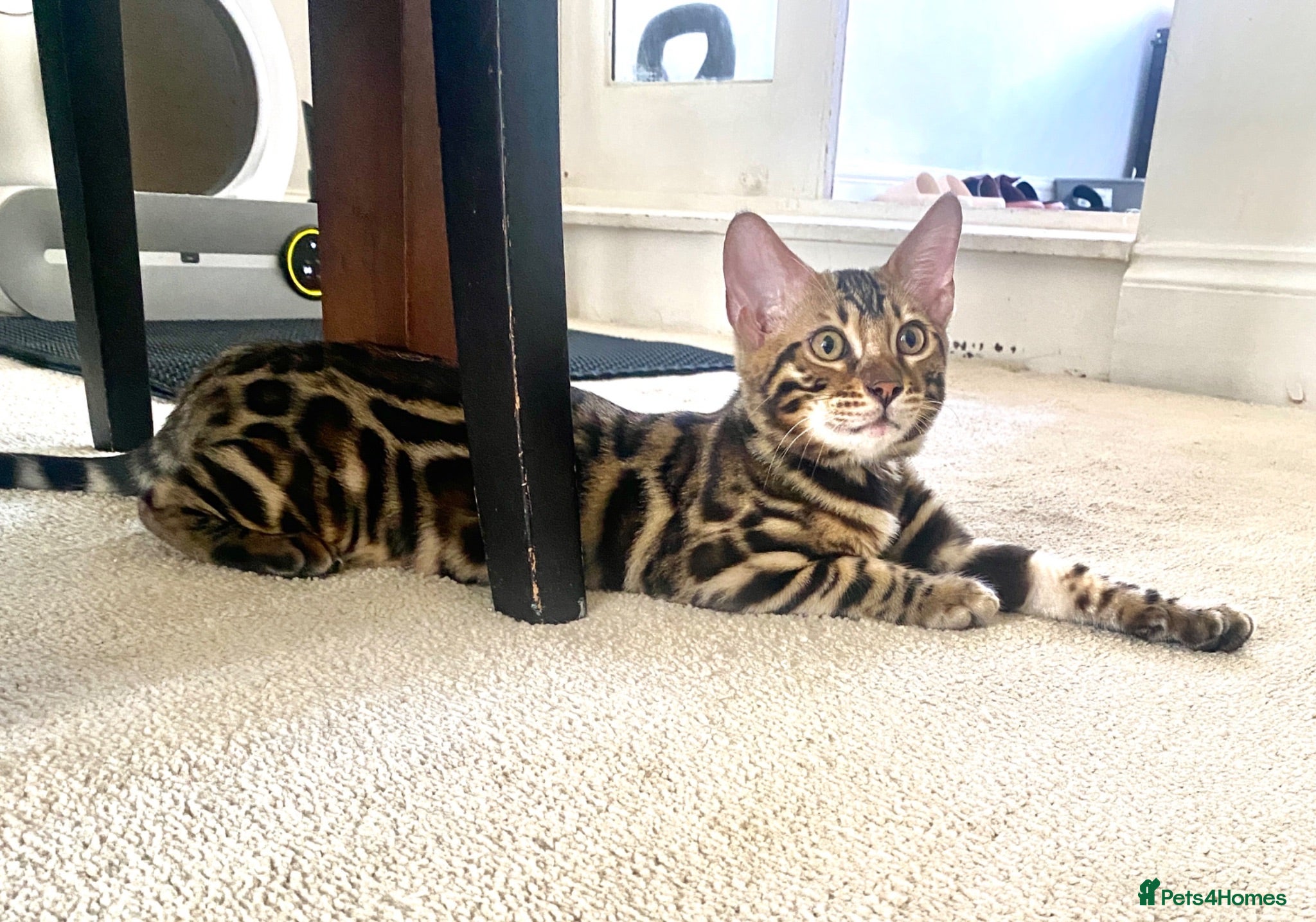 Bengal cats ✨TICA REGISTERED BENGAL BOYS-£650-READY NOW😻 - Advert 2