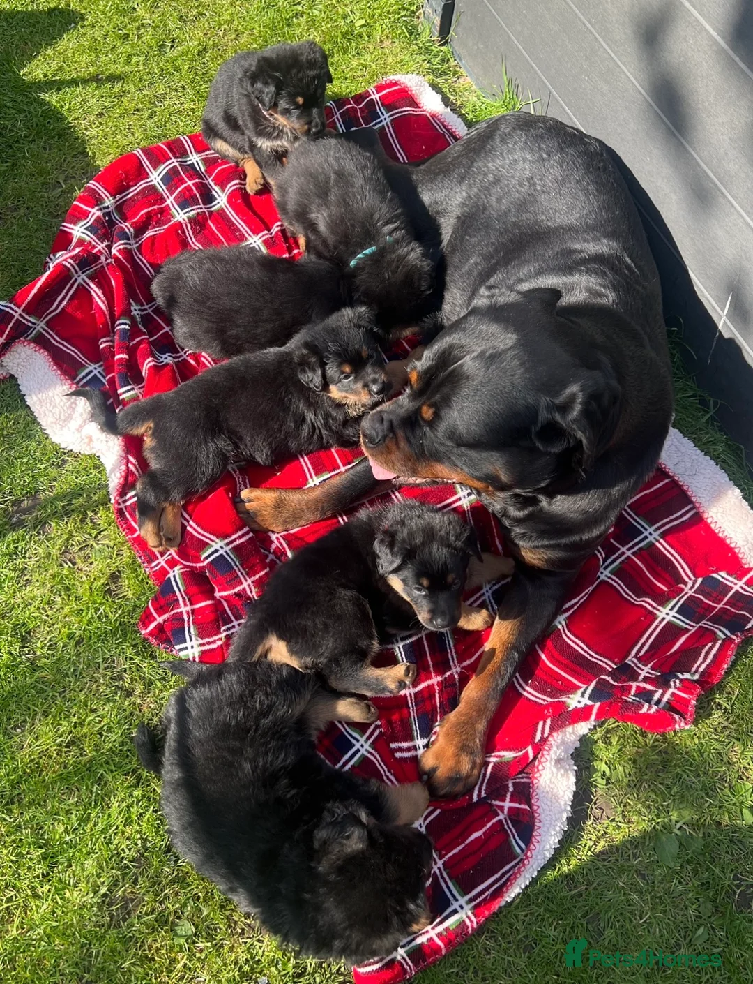 Mixed Breed dogs for sale: Gorgeous Rottweiler x German Shepherd Puppies in Sandbach - Advert 2