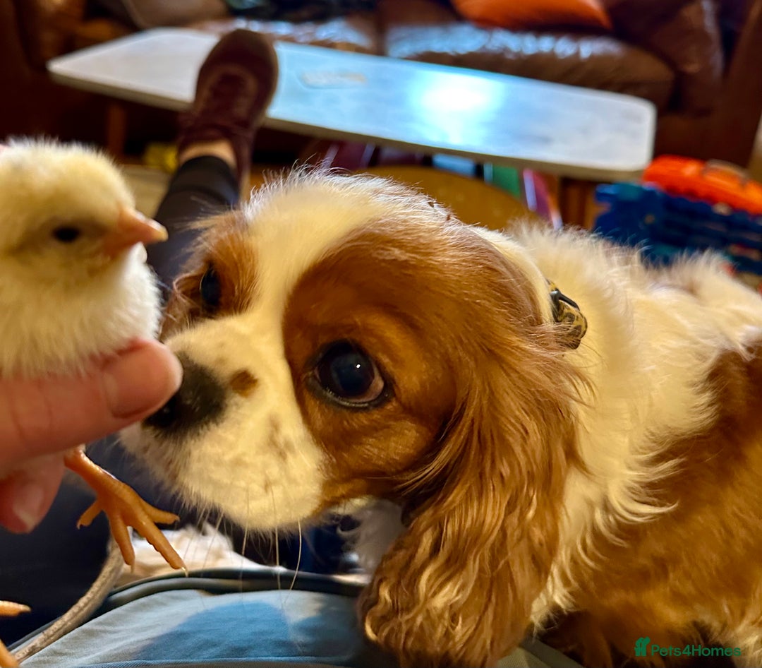 Cavalier King Charles Spaniel dogs for sale: Kc Cavalier King Charles Spaniel pups DNA tested  - Image 15