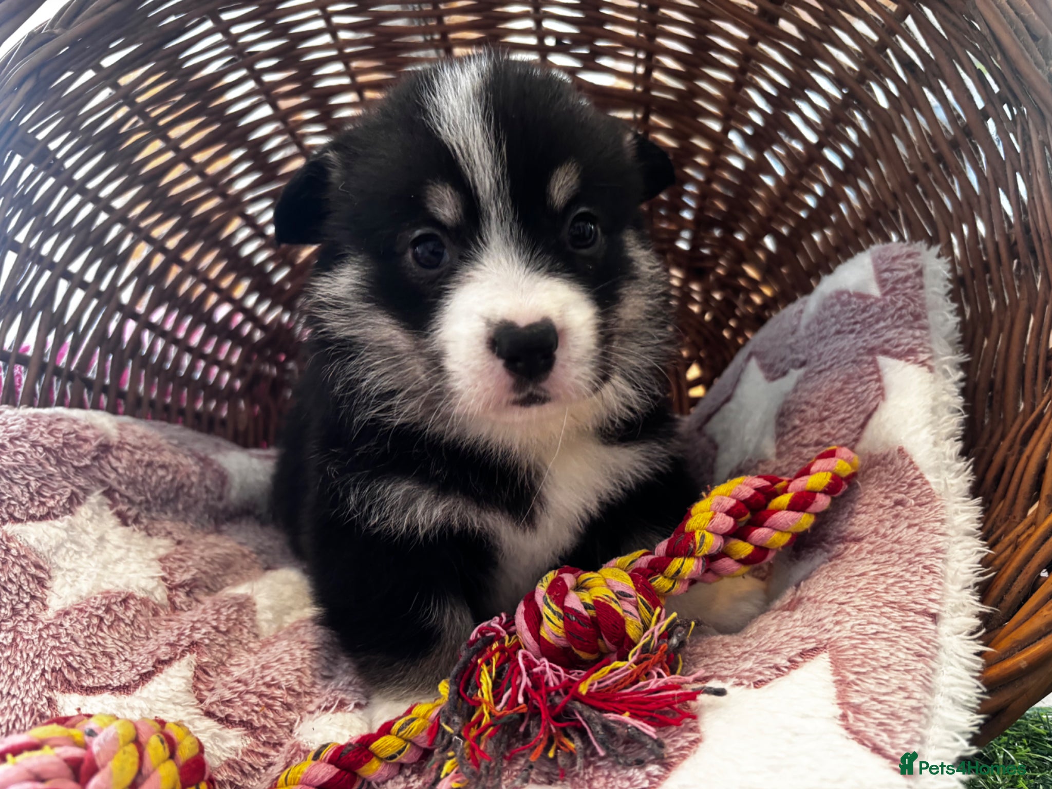 Welsh Corgi Pembroke dogs for sale: Stunning champion breed Tri Corgi Puppies  - Advert 25