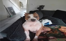 American Bull Staffy dogs for sale: 'Dodge' (boy) - Image 11