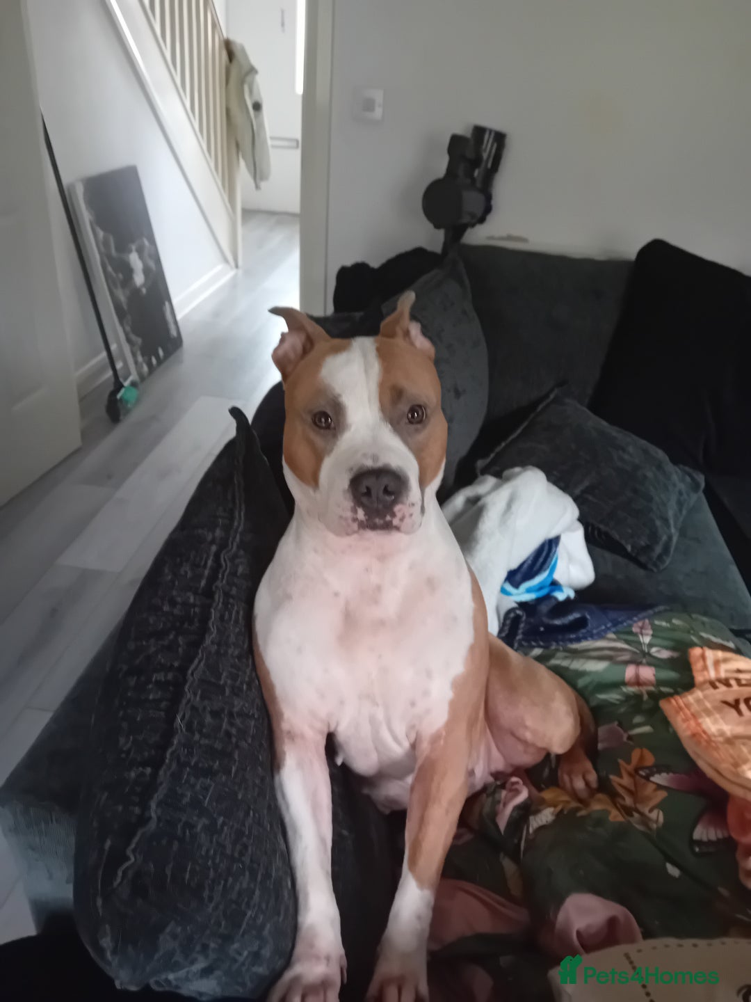 American Bull Staffy dogs for sale: 'Dodge' (boy) - Image 11