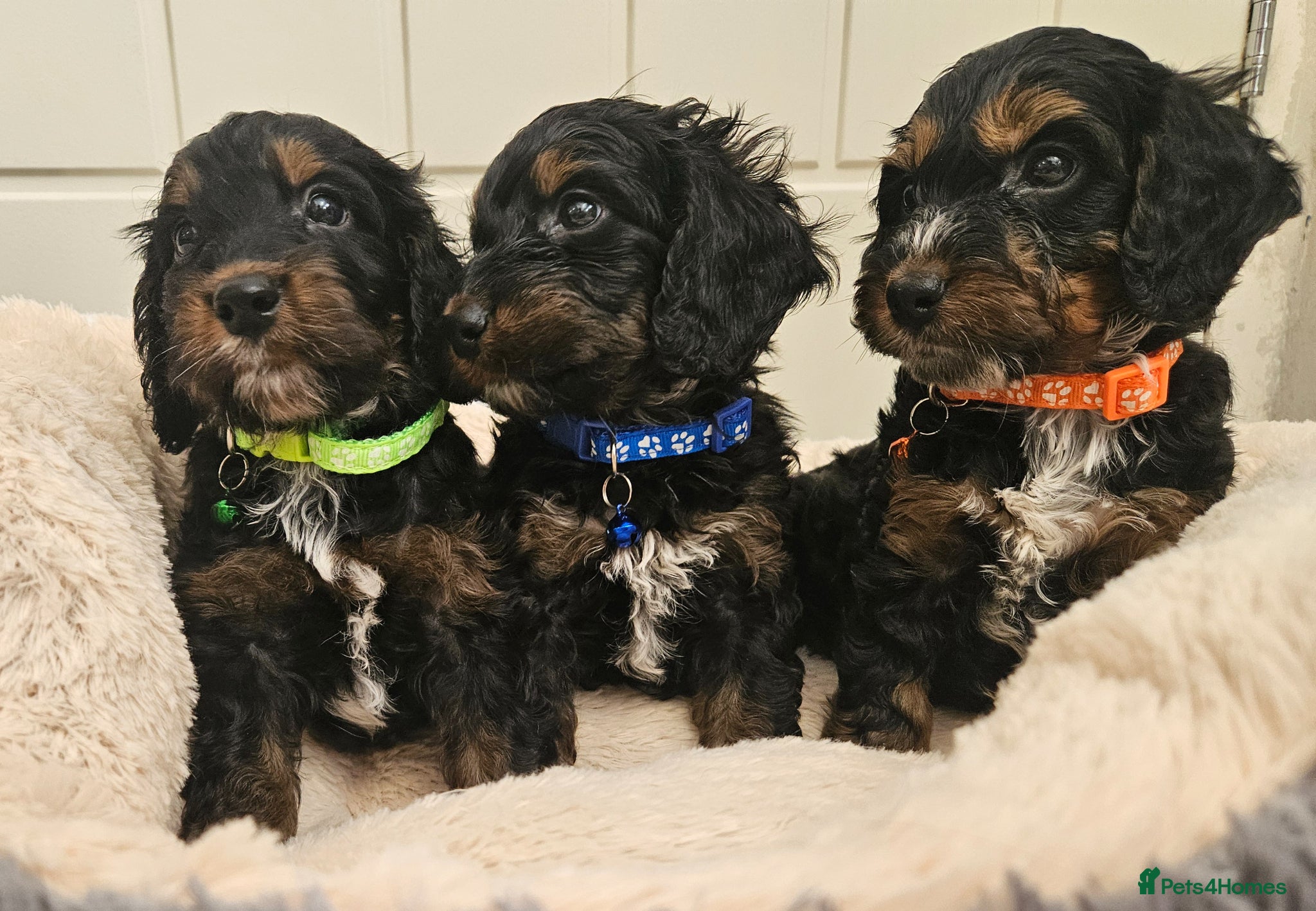 Cockapoo dogs licensed breeder, ready for forever homes!  - Advert 1