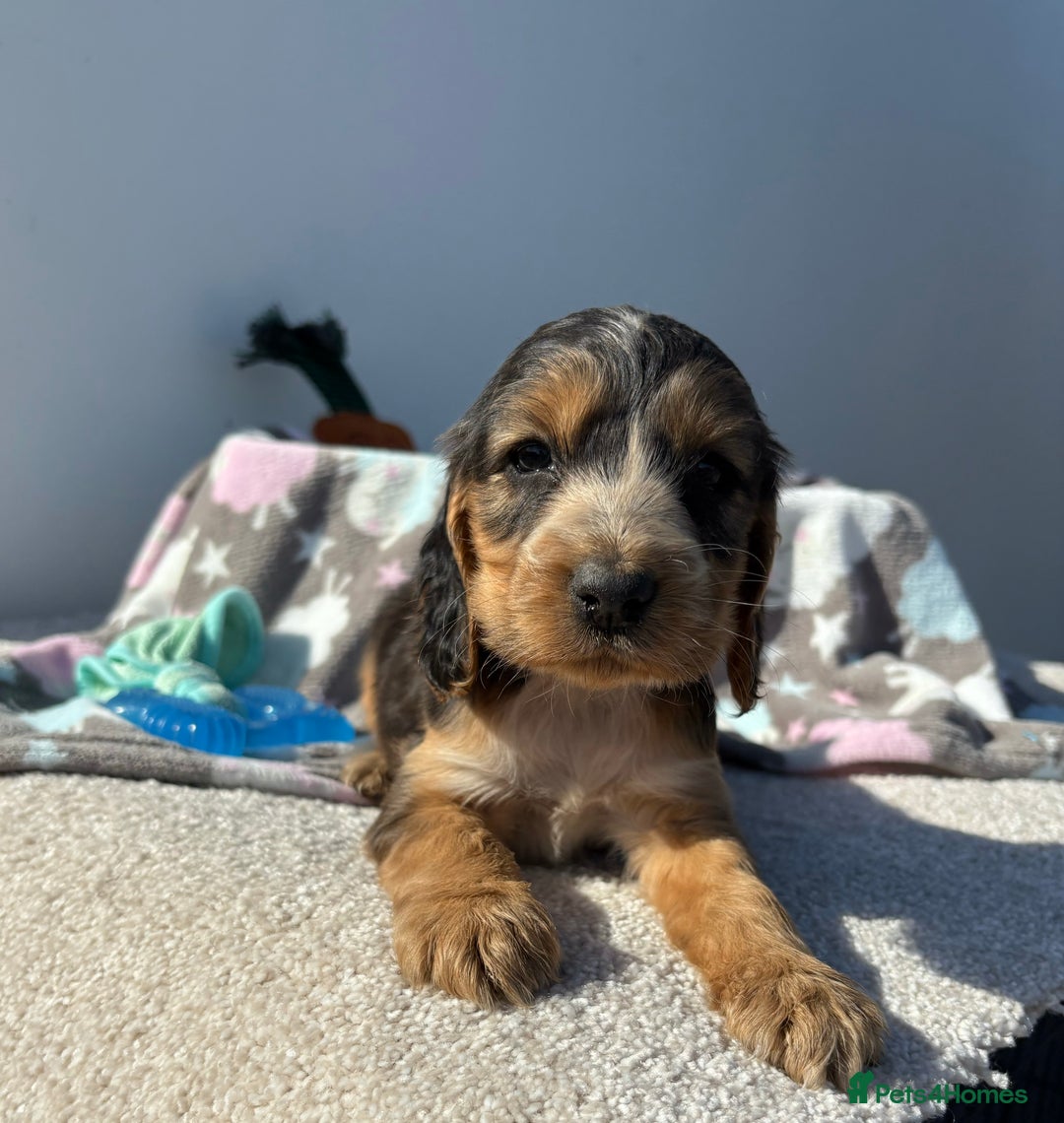 Cocker Spaniel dogs for sale: Show Cocker Spaniel puppies - Image 19