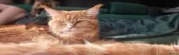 Maine Coon cats for sale: TICA REG. MAINE COON KITTENS  - Advert 4