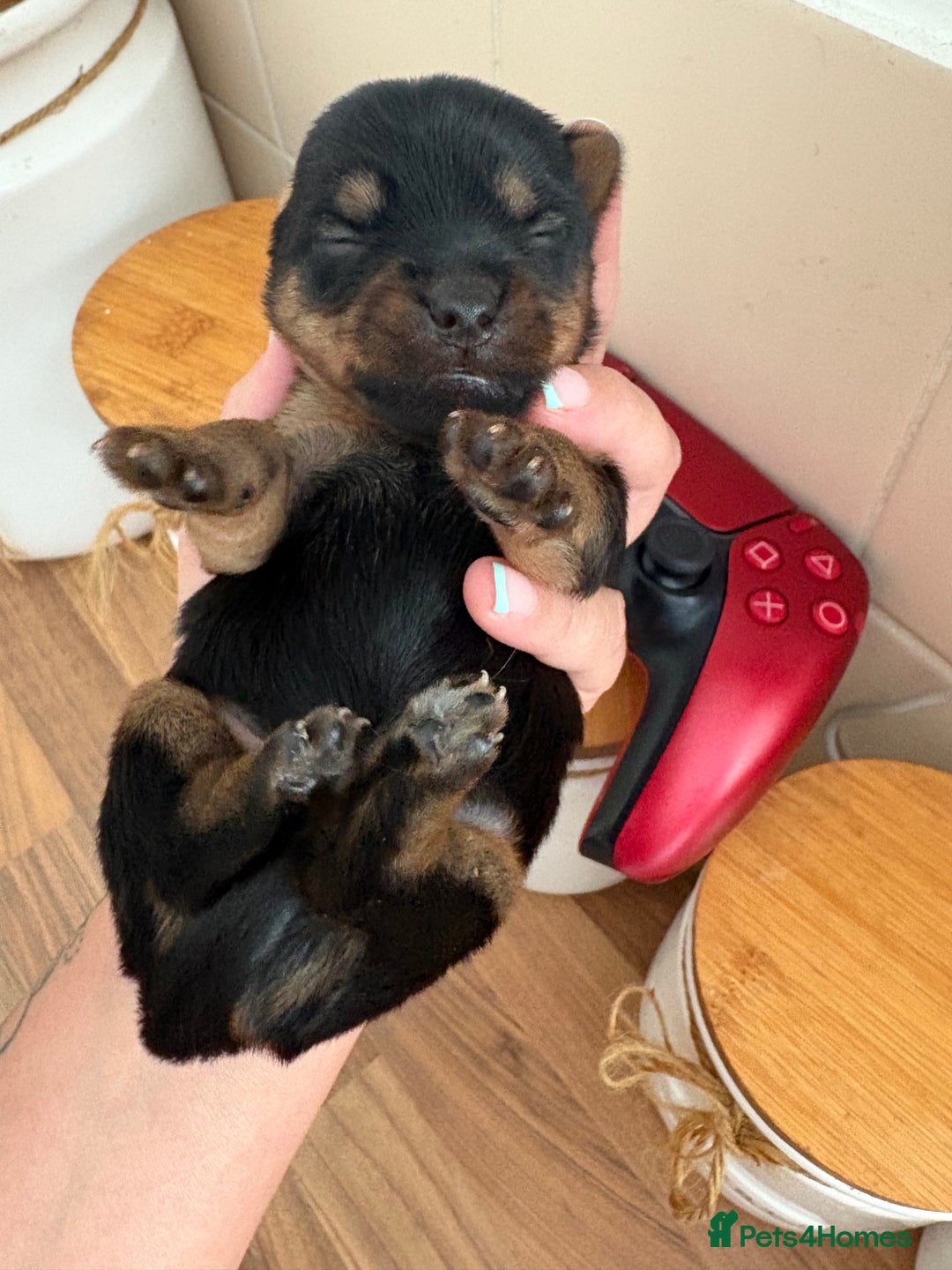 Yorkshire Terrier dogs for sale: Yorkshire terrier puppies - Image 3