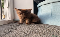 Ragdoll cats for sale: RARE full RAGDOLL BABYS  - Image 25