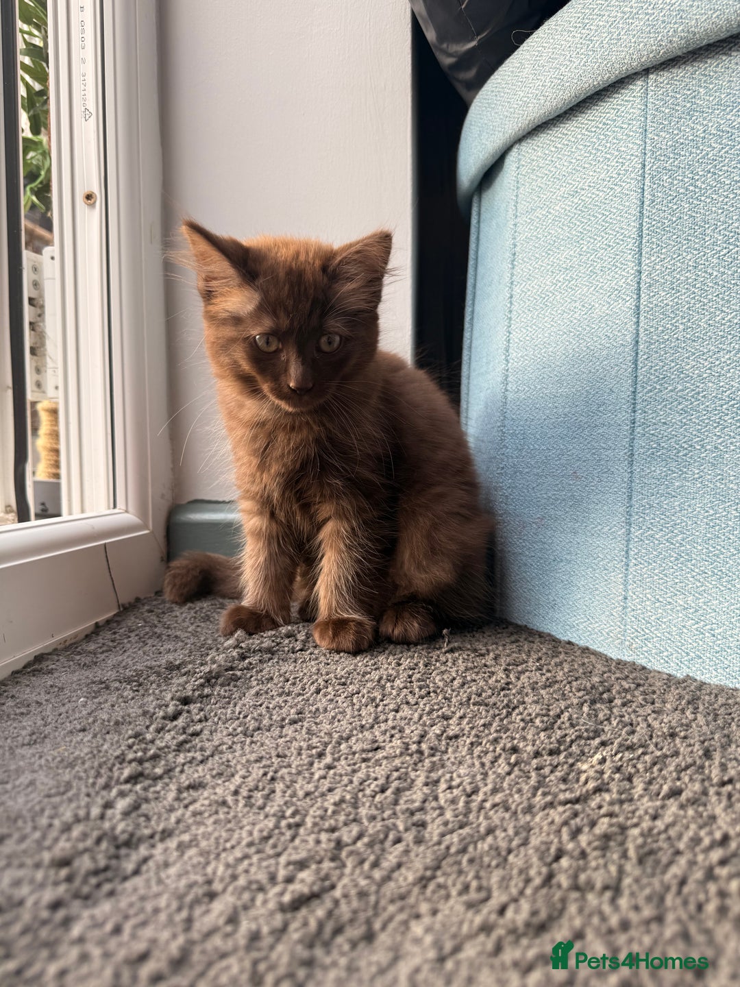 Ragdoll cats for sale: RARE full RAGDOLL BABYS  - Image 25