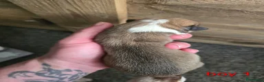 Welsh Corgi Pembroke Puppy 2