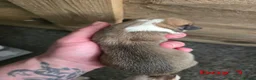 Welsh Corgi Pembroke dogs for sale: KC Beautiful Welsh Pembroke Corgi puppies. - Advert 6