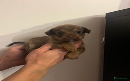 Jack Russell dogs for sale: JackRussell Puppy’s  - Image 11