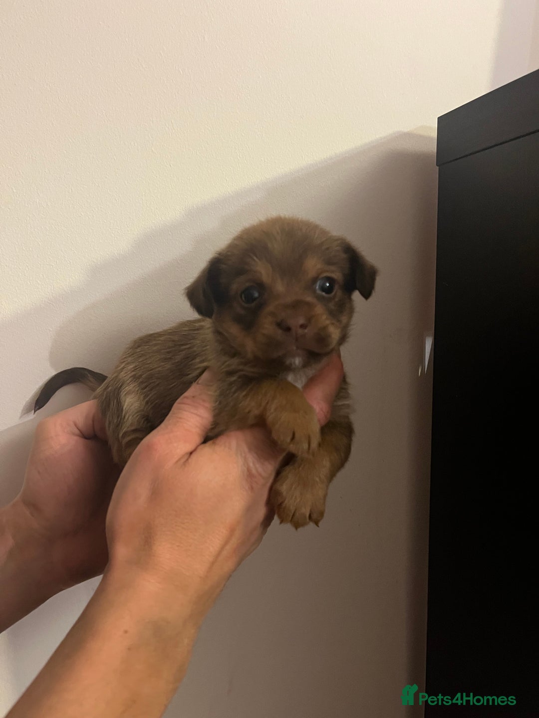 Jack Russell dogs for sale: JackRussell Puppy’s  - Image 11