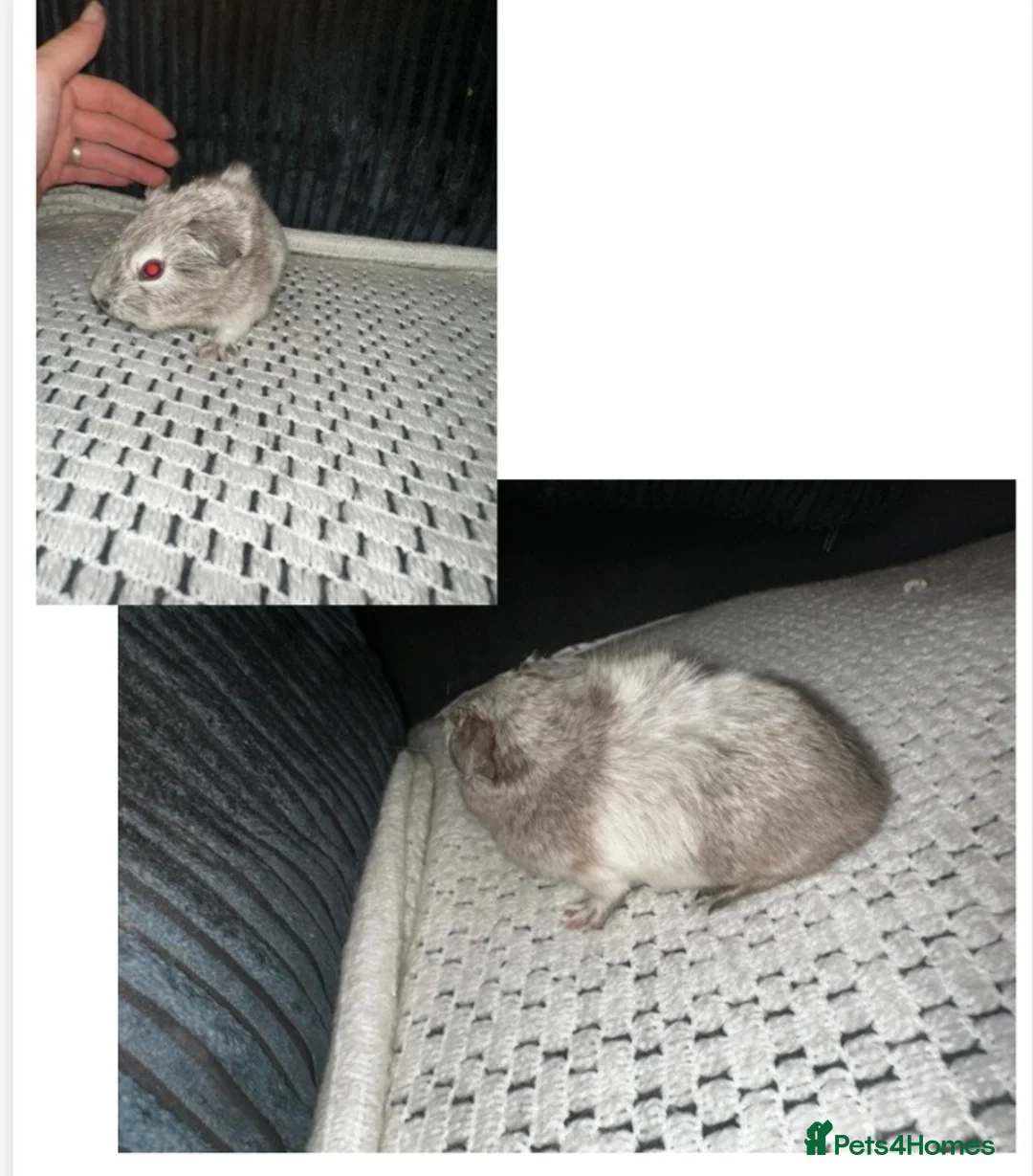Guinea Pig rodents for sale: Baby boy Guinea pigs  - Advert 3