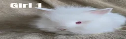 Lionhead rabbits for sale: 🐰💕 BEAUTIFUL PUREBRED LIONHEAD BABIES  in Glasgow - Advert 5