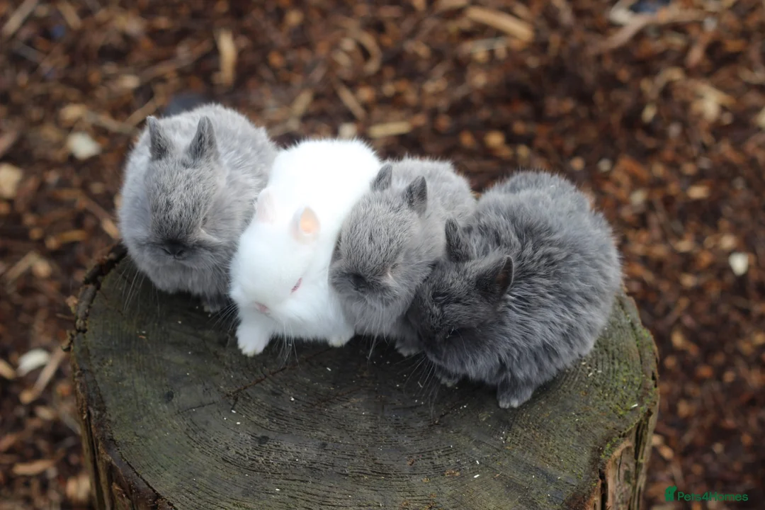 Netherland Dwarf rabbits for sale: Beautiful Netherland Dwarf Baby Rabbits  - Advert 11