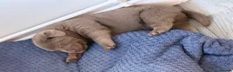 Labrador Retriever dogs for sale: Big beautiful chunky Labrador puppies - Advert 11