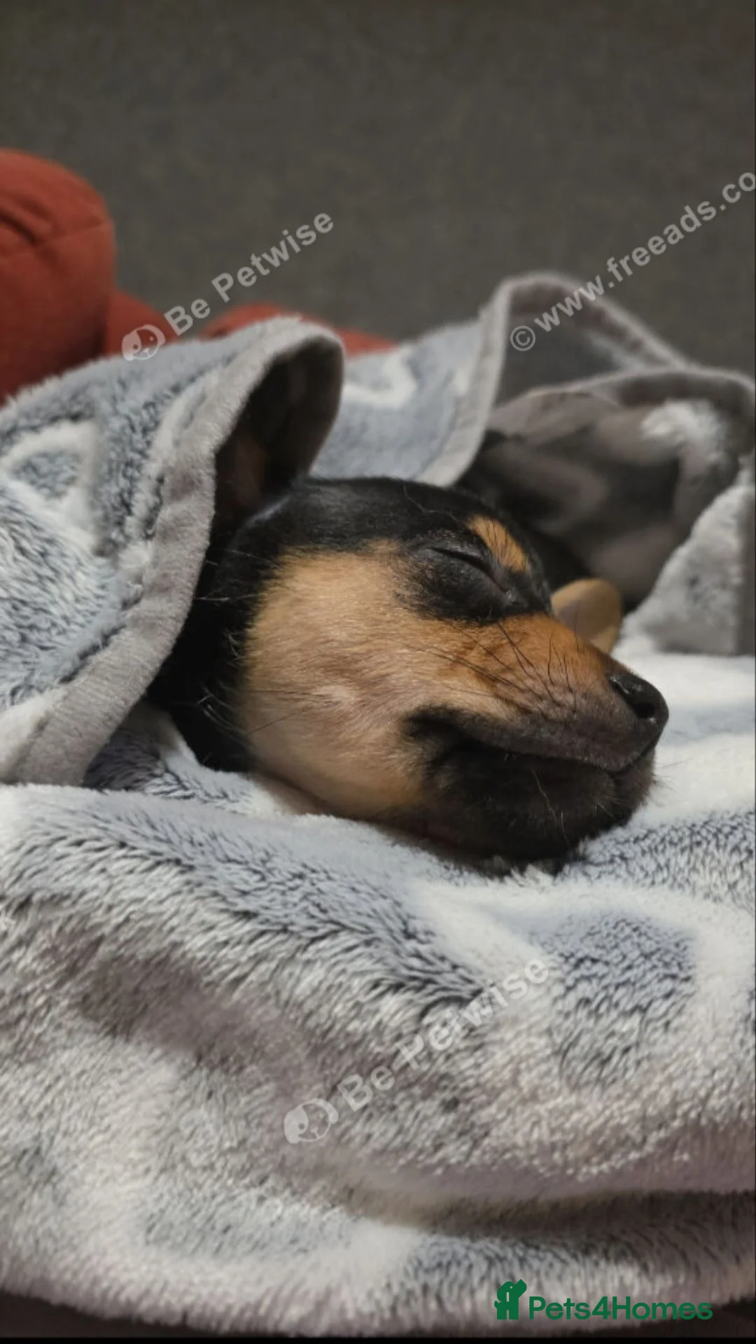 Mixed Breed dogs for sale: 8 week old female pup - Advert 2