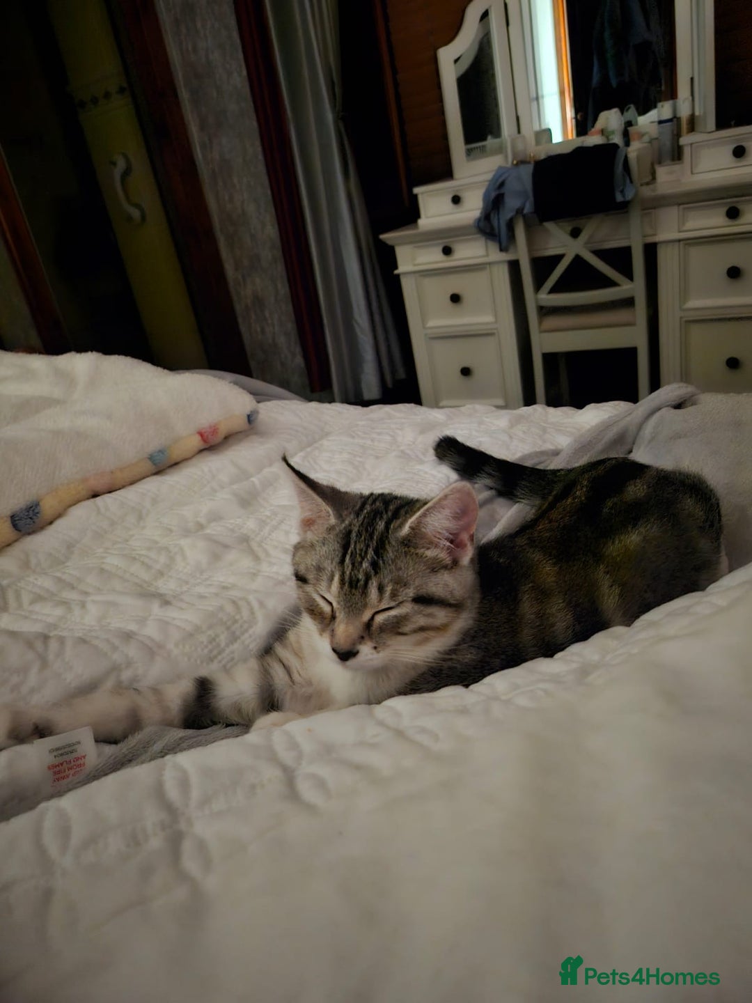 Bengal cats for sale: 4 kittens available  - Advert 2