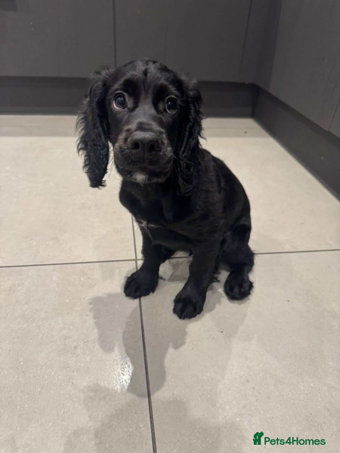 Cocker Spaniel dogs for sale: Last remaining puppy for sale - Advert 2
