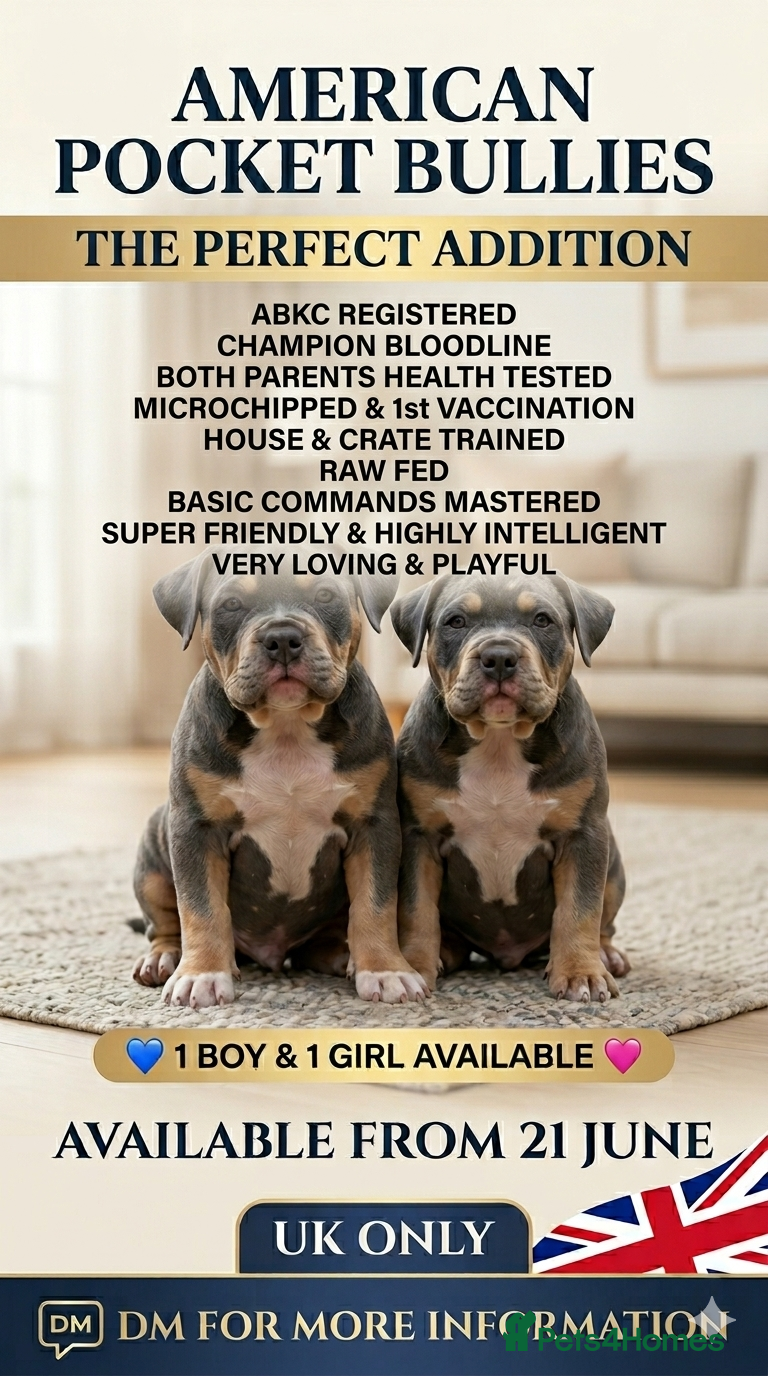 American Bully dogs American pocket bullies  - Advert 20