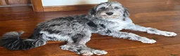 Bordoodle dogs for sale: 🐾 Last Three Cuties Looking For Their Humans 🐾 - Advert 14