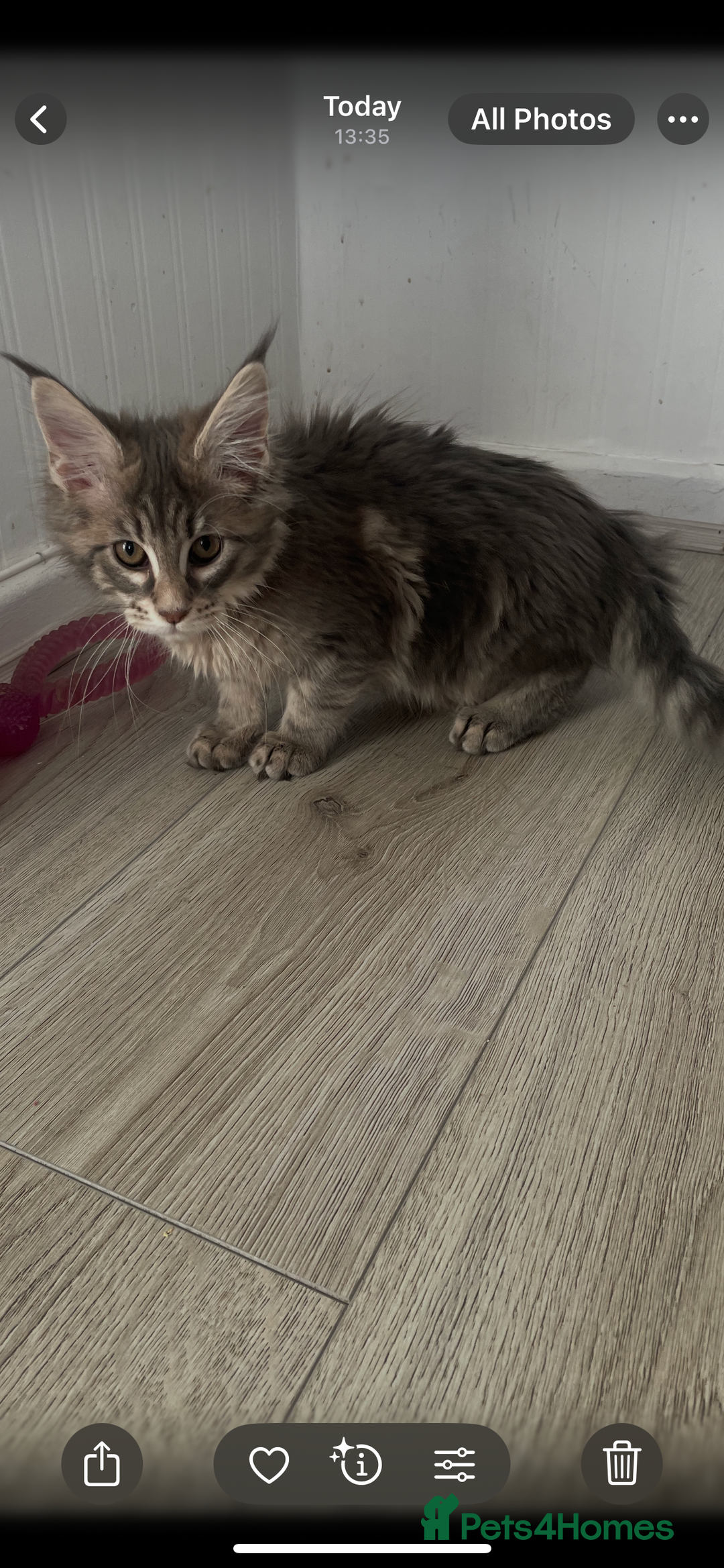 Maine Coon cats for sale:  3 beautiful pedigree Maine coon kittens  - Advert 5