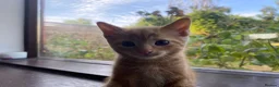 Mixed Breed cats for sale: 🐾 Adorable ginger kittens for sale, Chester 🐾  - Advert 24