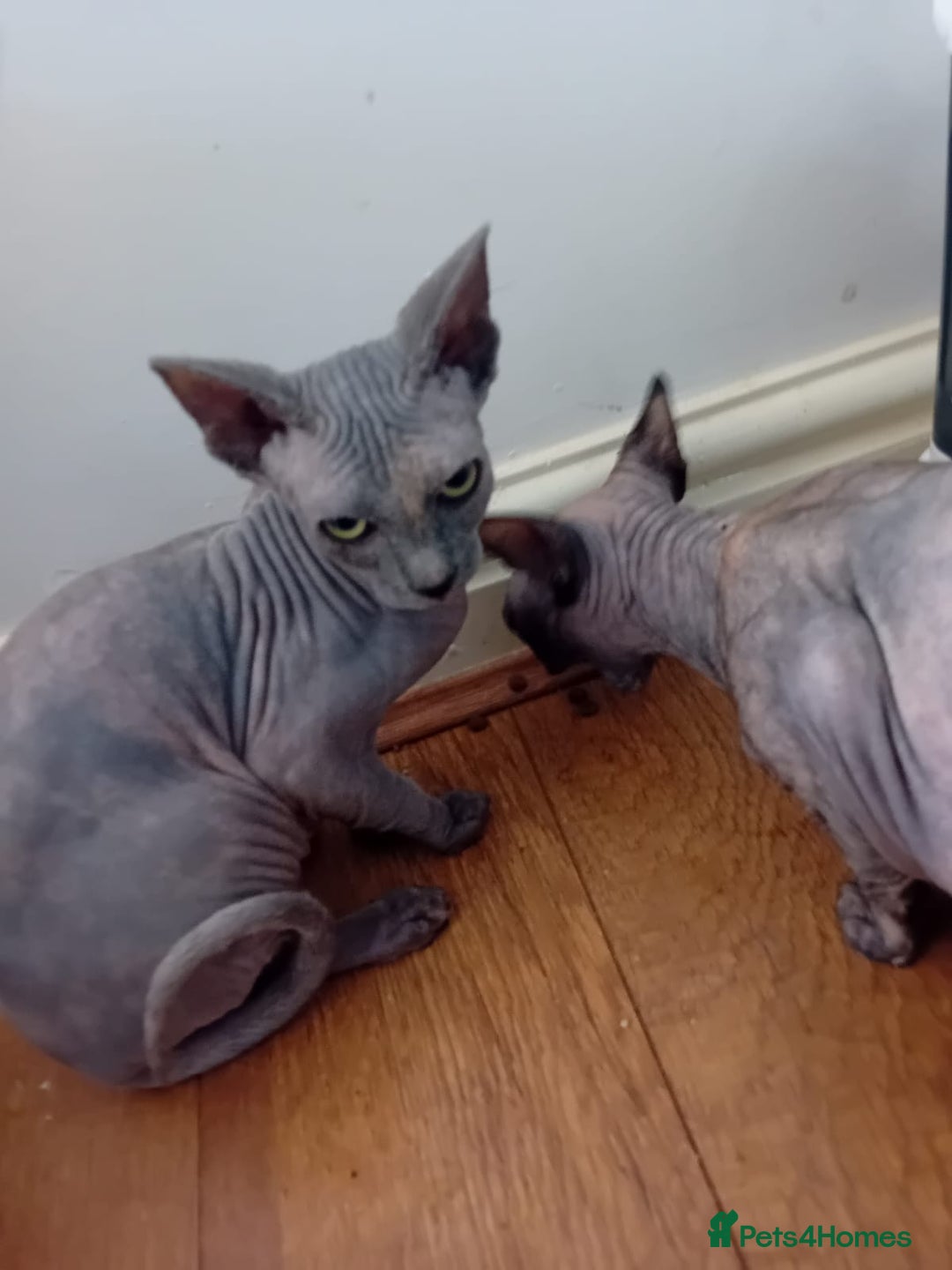 Sphynx cats for sale: Kittens for sale  - Image 3