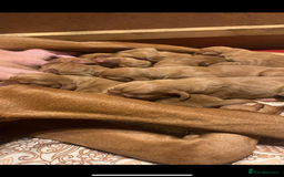 Hungarian Vizsla dogs for sale: Hungarian Vizsla puppies - Image 3