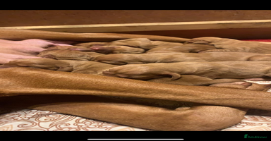 Hungarian Vizsla dogs - Advert 5