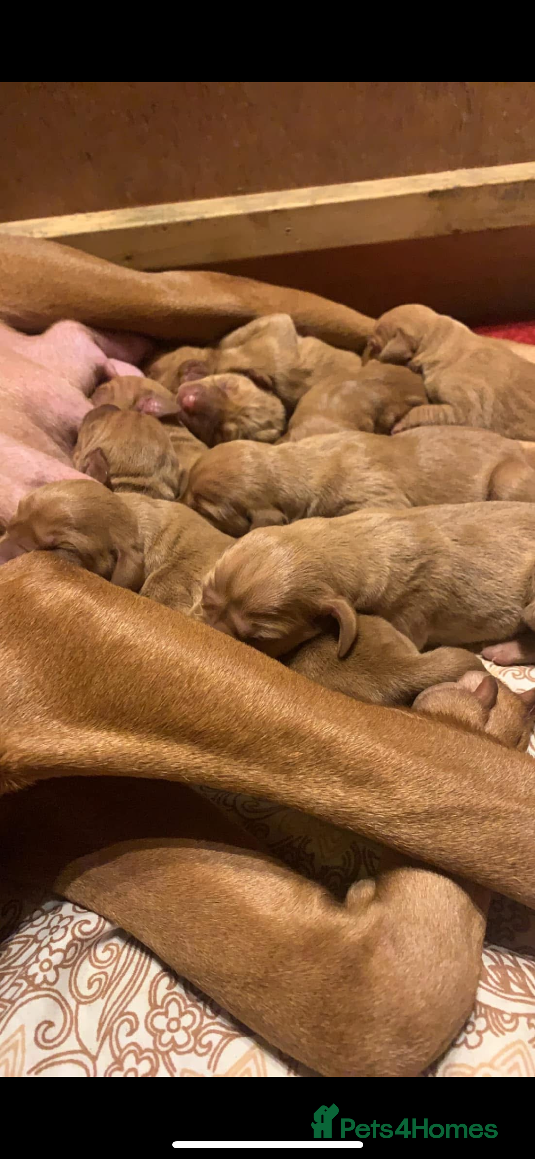 Hungarian Vizsla dogs for sale: Hungarian Vizsla puppies - Image 3