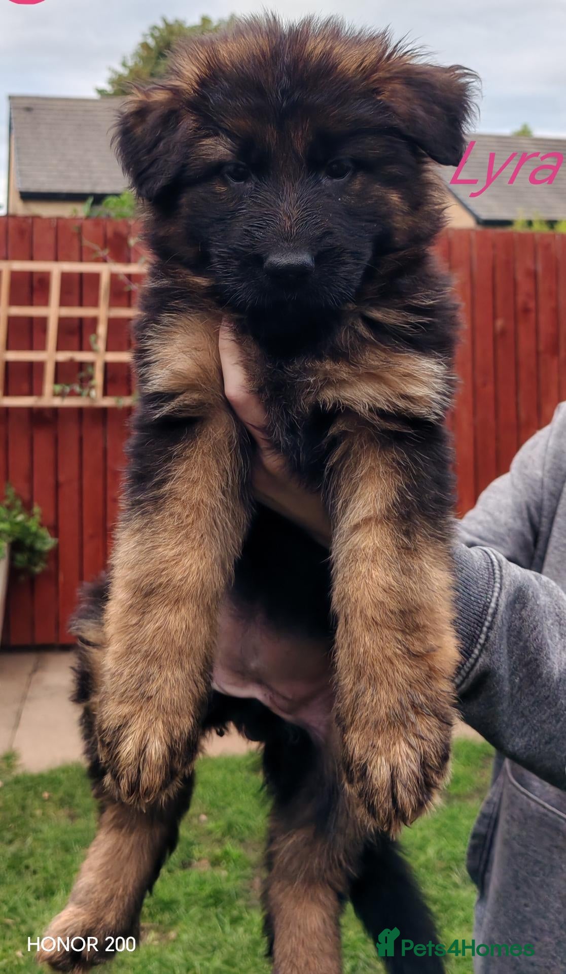 German Shepherd dogs Long-Coated German Shepherd Puppies  - Advert 2