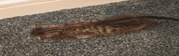 Bengal cats for sale: Adorable Bengal Mix Kittens  in Newmarket - Advert 8
