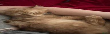Maine Coon 2