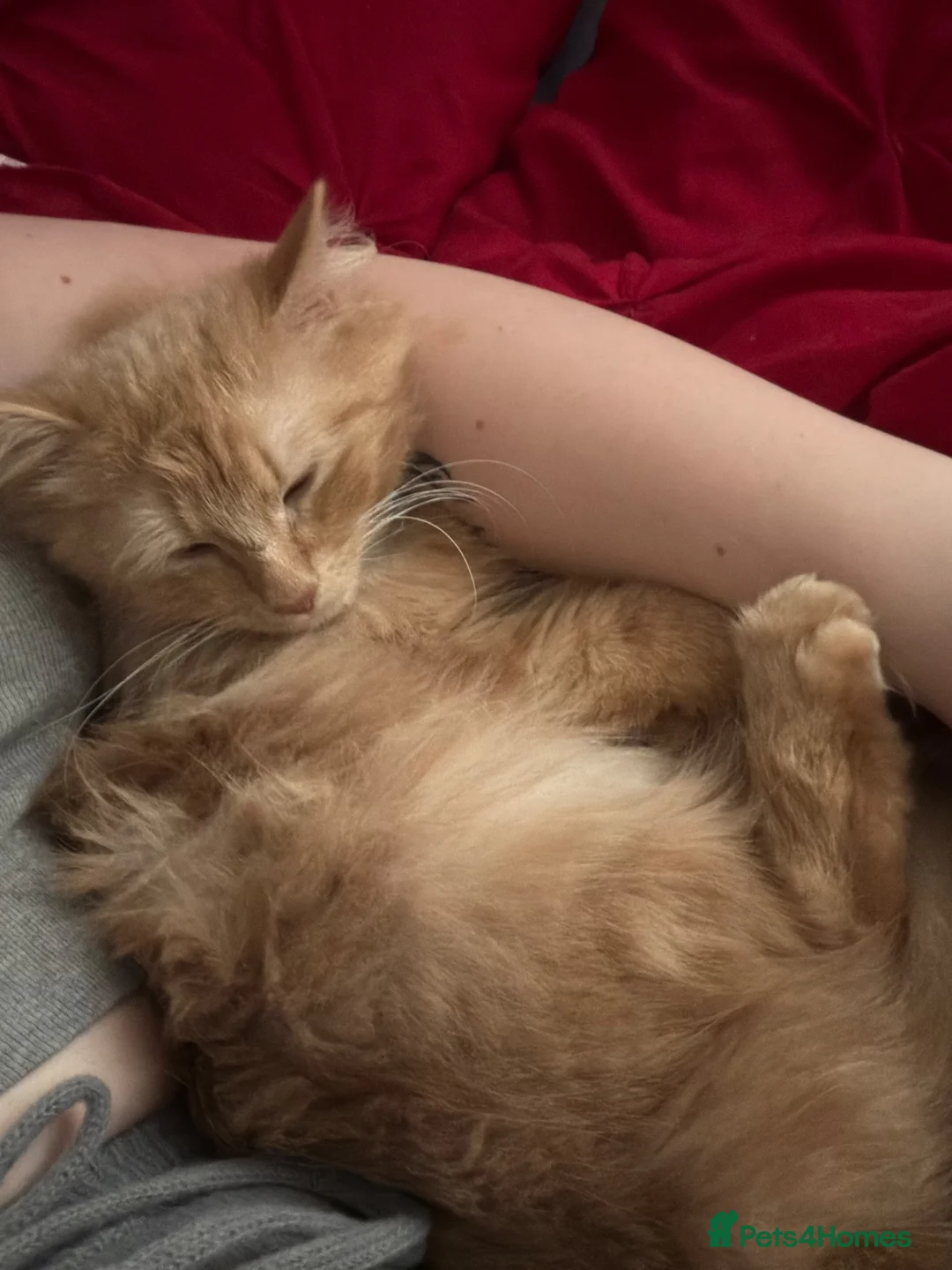 Maine Coon cats for sale: Maine coon x Norwegian forest (rehome) in Stone - Advert 4