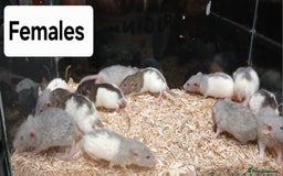 Rat rodents for sale: Baby Dumbo Rats , Furred , Rex , Naked  - Image 3