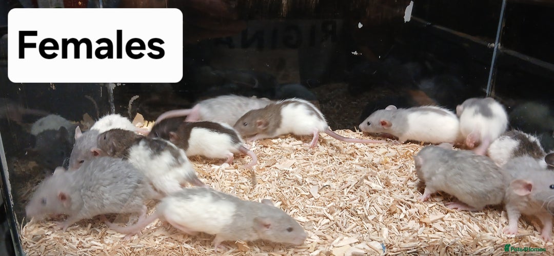 Rat rodents for sale: Baby Dumbo Rats , Furred , Rex , Naked  - Image 3