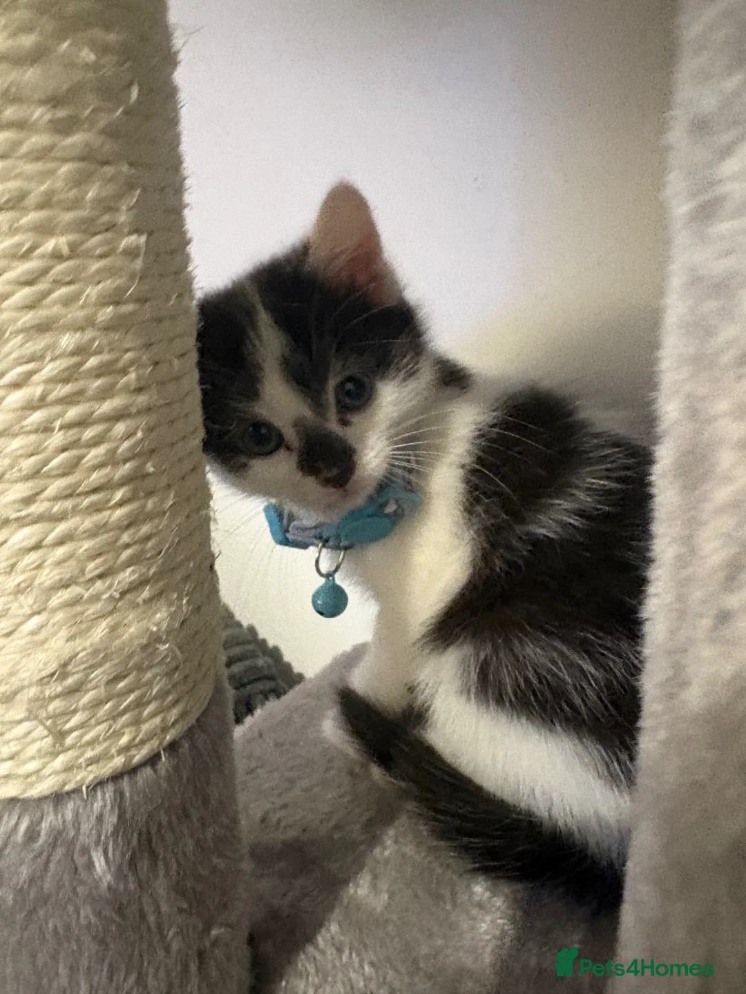 Mixed Breed cats for sale: Kitten for sale - Advert 5