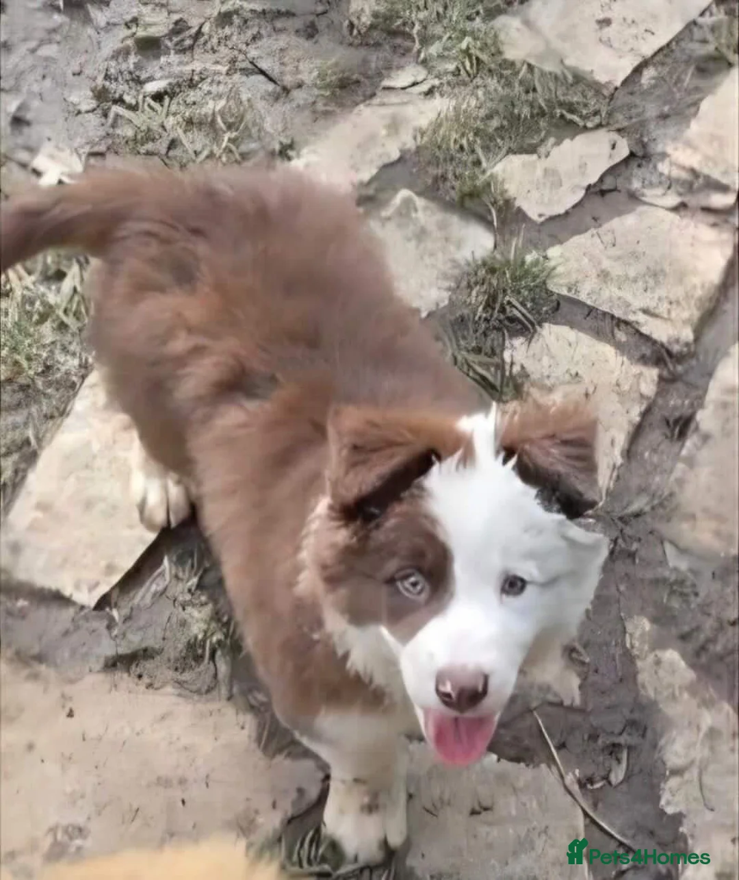 Border Collie dogs for sale: Brown and white border collie  in Newton Abbot - Advert 1